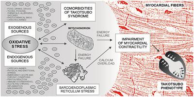 Oxidative Stress in Takotsubo Syndrome—Is It Essential for an Acute Attack? Indirect Evidences Support Multisite Impact Including the Calcium Overload—Energy Failure Hypothesis